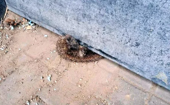 Zwierzę było wycieńczone i wyraźnie przerażone