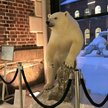 Australia ostrzega przed atakami niedźwiedzi w Norwegii