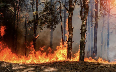 Pożar w Kampinosie. Płonie 15 hektarów lasu