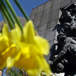 Wirtualne żonkile, pamięć prawdziwa