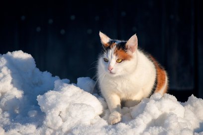 Koty wolno żyjące potrzebują naszej pomocy, by przetrwać mroźne dni