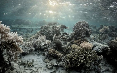 Umierająca rafa koralowa