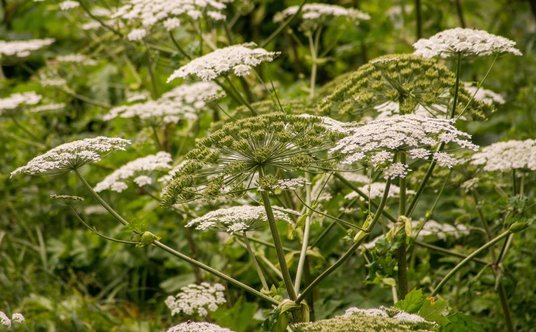 Barszcz Sosnowskiego