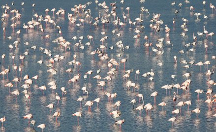 Różowe flamingi na Jeziorze Słonym w Larnace (Cypr)