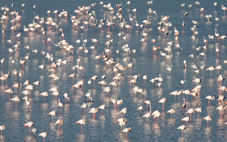 Różowe flamingi na Jeziorze Słonym w Larnace (Cypr)