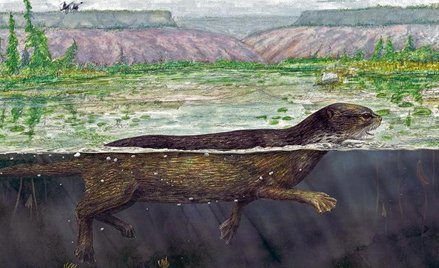 Puijila darwini równie dobrze pływał w wodach słodkowodnych jezior, jak i stąpał po lądzie (fot. Mar