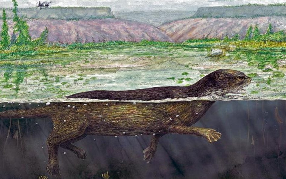 Puijila darwini równie dobrze pływał w wodach słodkowodnych jezior, jak i stąpał po lądzie (fot. Mar