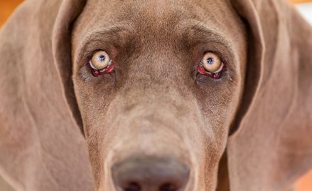 Testowanie leków na psach? Jest nadzieja, by je ograniczyć