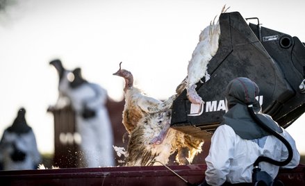 Utylizacja ptaków po wykryciu ptasiej grypy H5N1 na terenie fermy indyków w Danii