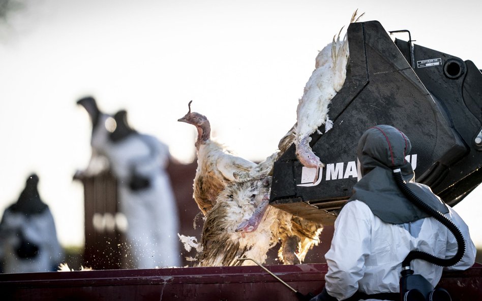 Utylizacja ptaków po wykryciu ptasiej grypy H5N1 na terenie fermy indyków w Danii