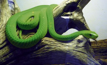 Fatalne zauroczenie: gady:kolekcjonerzy gadów i węży