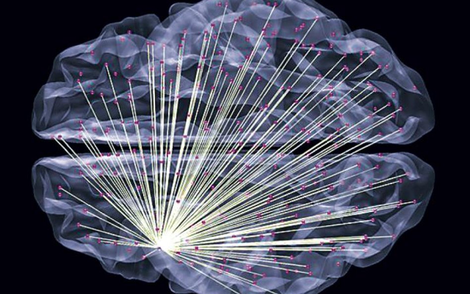 Stworzony przez badaczy model mózgu z siecią połączeń