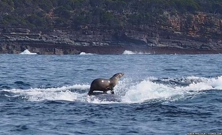 Focza podróż na humbaku