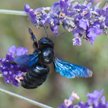 Xylocopa violacea.