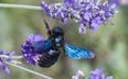 Xylocopa violacea.