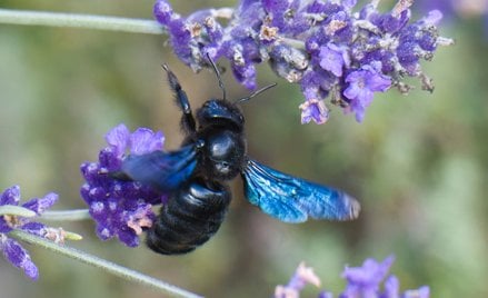 Xylocopa violacea.