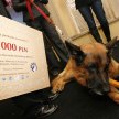 Bruno, laureat pierwszej edycji konkursu na psiego bohatera
