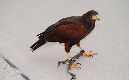 Jastrząb, który pracuje na lotnisku wojskowym na Litwie