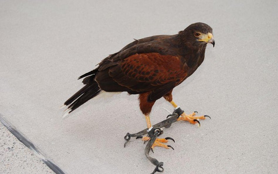 Jastrząb, który pracuje na lotnisku wojskowym na Litwie