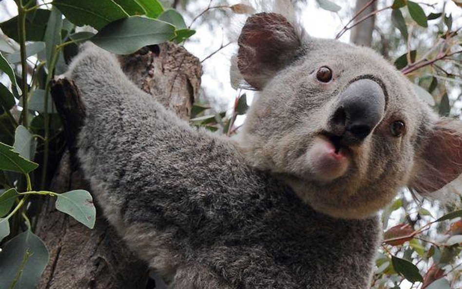Miś koala