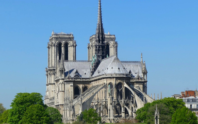 200-letnie dęby zostaną wycięte do odbudowy Notre Dame