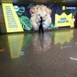 Gwarancja biura podróży Rainbow okazała się za mała w obliczu wzrostu sprzedaży wycieczek