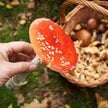 Mikołaj Małecki: Spożycie muchomora obciąża konsumenta