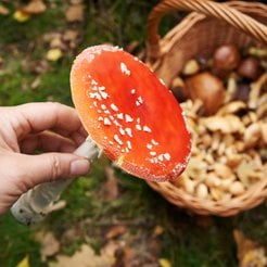 Mikołaj Małecki: Spożycie muchomora obciąża konsumenta