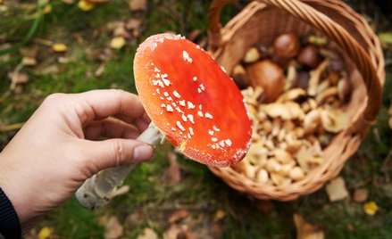 Mikołaj Małecki: Spożycie muchomora obciąża konsumenta