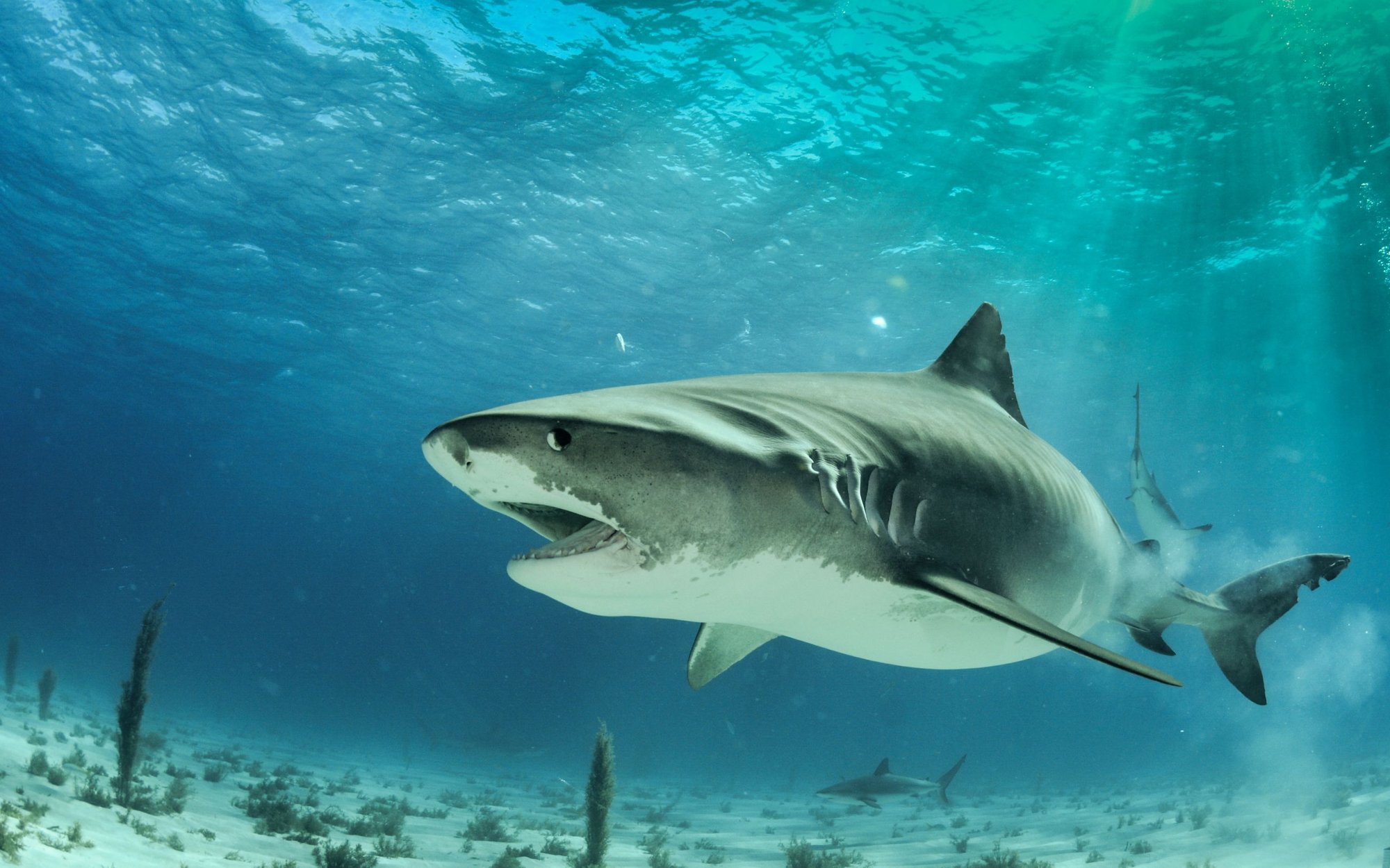 Eksperci walczą z zakwaszeniem oceanów. „Największy projekt w historii”