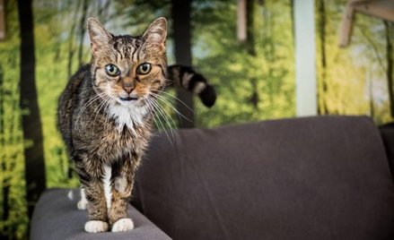 Kotka Adelka czeka na swojego człowieka. Seniorka jest niezmiernie spragniona kontaktu z człowiekiem