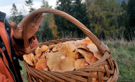 W 2022 r. eksport grzybów z Polski wzrósł o 15 proc.