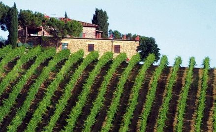 Wina zbuntowanych winiarzy