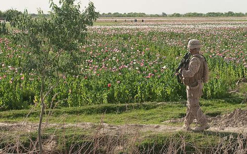 Pole maku patrolowane przez żołnierzy US Marine. Prowincja Helmand w Afganistanie (fot. isafmedia)