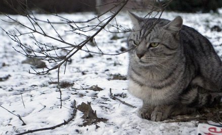 Miska i ciepły kąt dla zwierzaka
