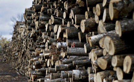 Drewno będzie tańsze, ale tylko dla producentów płyt i papieru