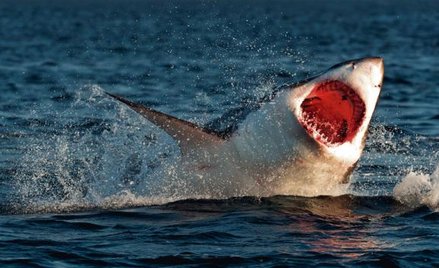 Człowiek zagraża rekinom