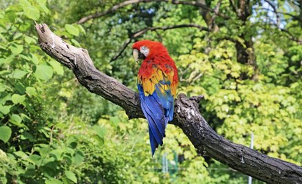 Zdechła słynna papuga z filmu o Pippi. Miała 51 lat