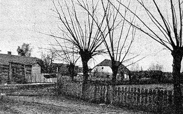 To nie wiosenna fotografia, a letnia – podwarszawskie wierzby ogołocone przez burzę gradową w 1906 r