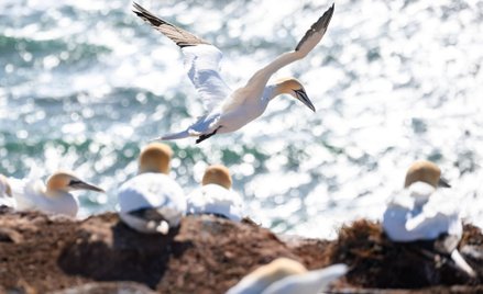 Dotychczas zakażenia ptasią grypą ludzi były rzadkie i wynikały z bliskiego kontaktu z chorym ptakie