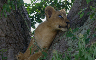 National Geographic Wild pokaże "Lwy w koronach drzew"