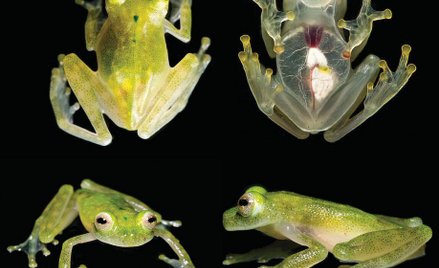 Amazońska żaba, u której można zobaczyć bicie serca