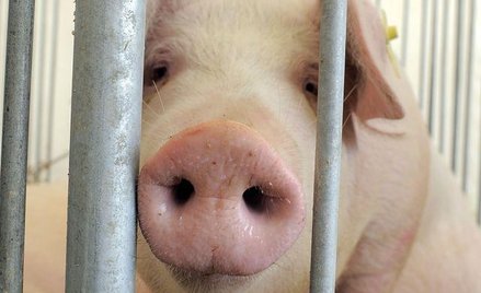 Jedyna afgańska świnia odzyskała wolność