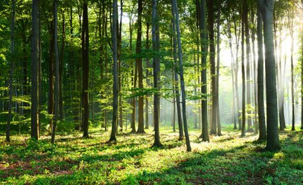 Środki na ochronę lasu przed poniesieniem wydatków