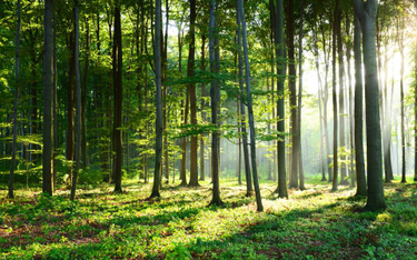 Środki na ochronę lasu przed poniesieniem wydatków