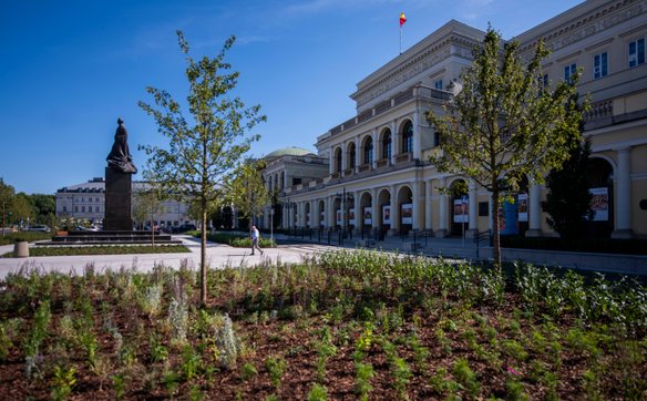 W centrum Warszawy posadzono kilkanaście nowych drzew