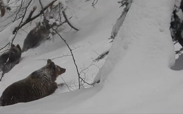 "Nie!" Leśniczy z Bieszczad zatrzymał rodzinę niedźwiedzi