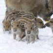 WWF o odstrzale dzików: Bezpodstawna, niepotrzebna rzeź