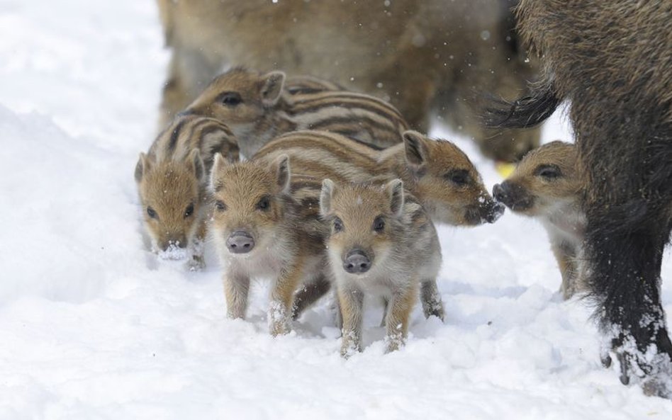 WWF o odstrzale dzików: Bezpodstawna, niepotrzebna rzeź