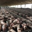 Ferma w chińskim Ezhou zajmuje dwa 26-piętrowe budynki i może produkować 1,2 mln świń rocznie